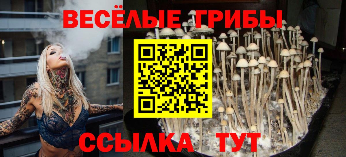 Дедовск  Псилоцибиновые грибы MAGIC MUSHROOMS  Вход с VPN 